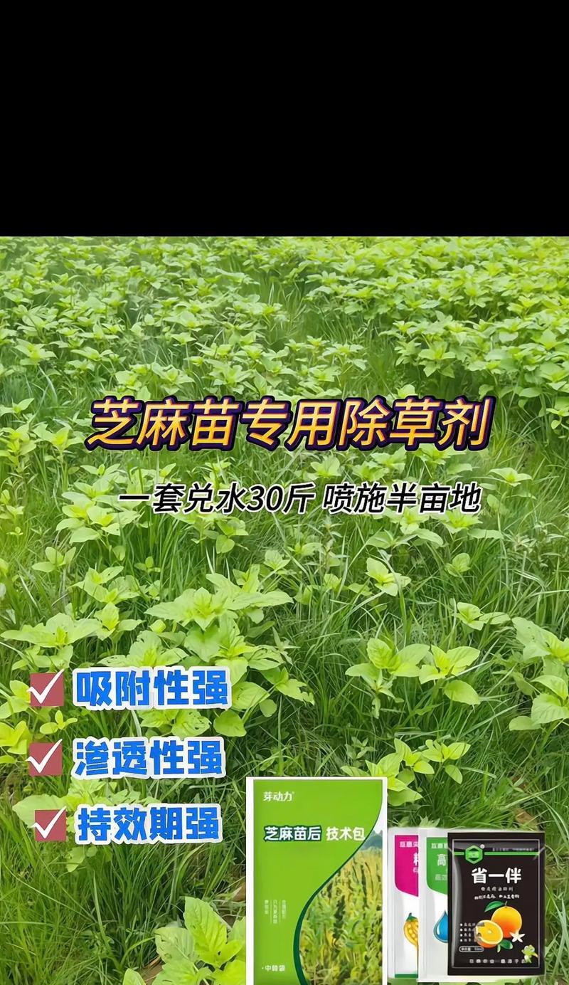 黑芝麻播种时间选择（如何选择最佳播种时间）