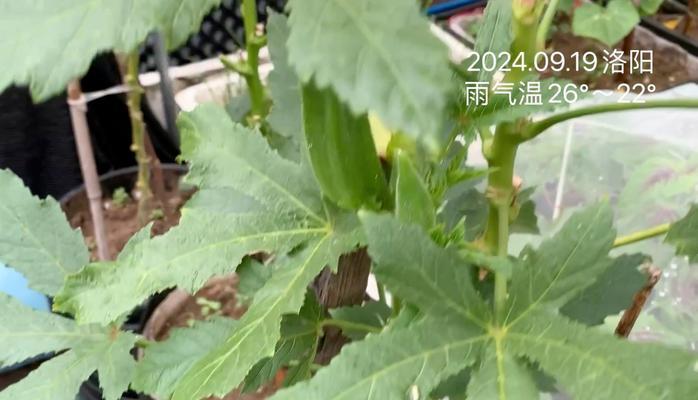秋葵的最适生长温度是多少？（探寻秋葵的生态环境及生长特点）