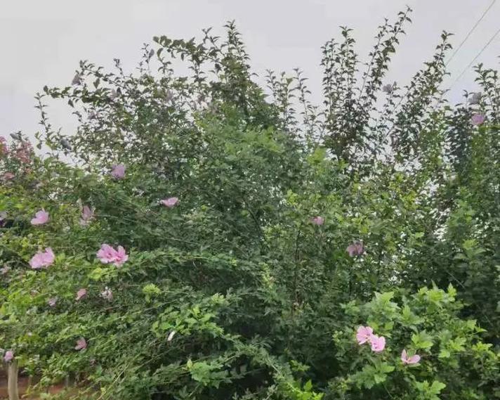 在院子里种植木槿树的方法（打造自己的花园天地，享受木槿树的美好）