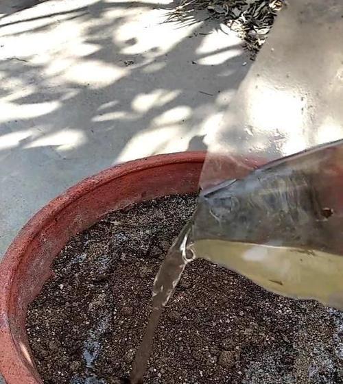 如何浇水让菊花更旺盛（菊花浇水的技巧和注意事项）