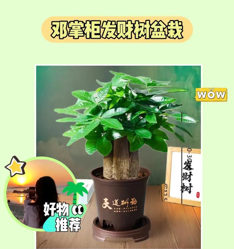 如何选择最适合养发财树的土壤？（掌握关键诀窍，让发财树欣欣向荣）