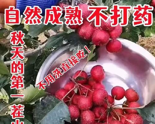 探究山楂籽的种植和利用价值（探究山楂籽的种植和利用价值）