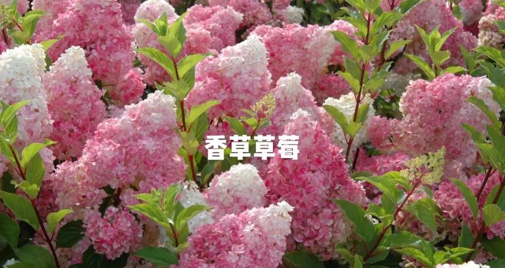 地栽绣球的移栽时间（如何确定移栽时间，移栽的正确方法）