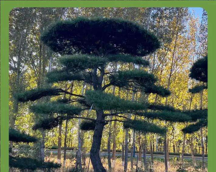 黑松的生长习性和生长环境条件（探秘黑松的生长特点和栽培技巧）