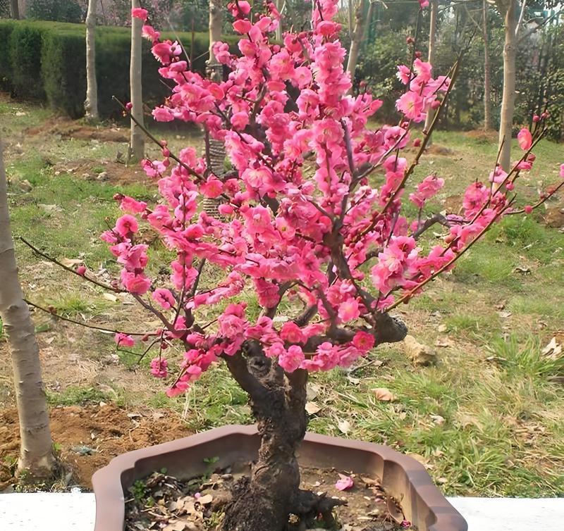 梅花的开花季节及特点（冬春季节开花，纯净高雅）