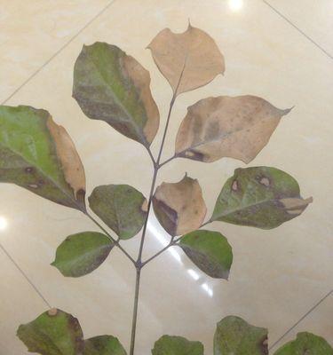 火鹤花叶子出现黑斑怎么办？（寻找问题根源，维护植物健康）