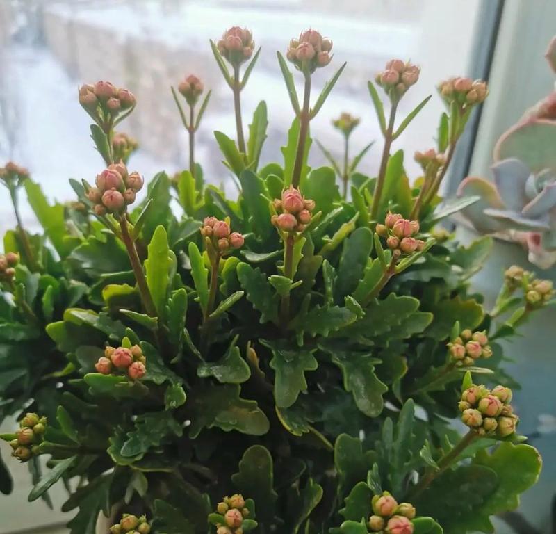 佛手花不开花怎么办？（教你如何让佛手花开得更美）