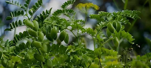 豆科大豆属植物的生态特点（探秘豆科植物的丰富多样性，从大豆到芸豆）