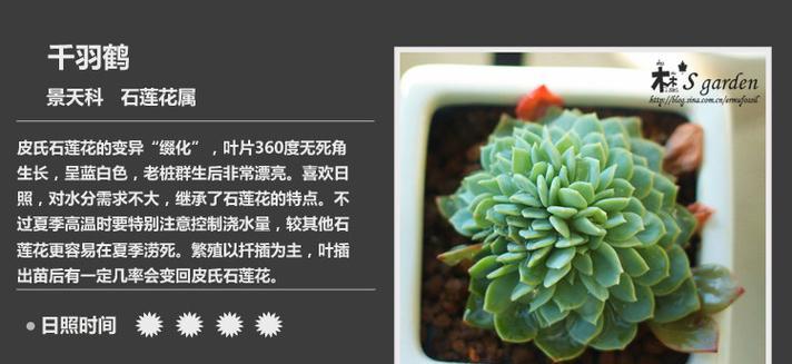 多肉植物的播种时间（为您详细介绍多肉植物的播种时间）