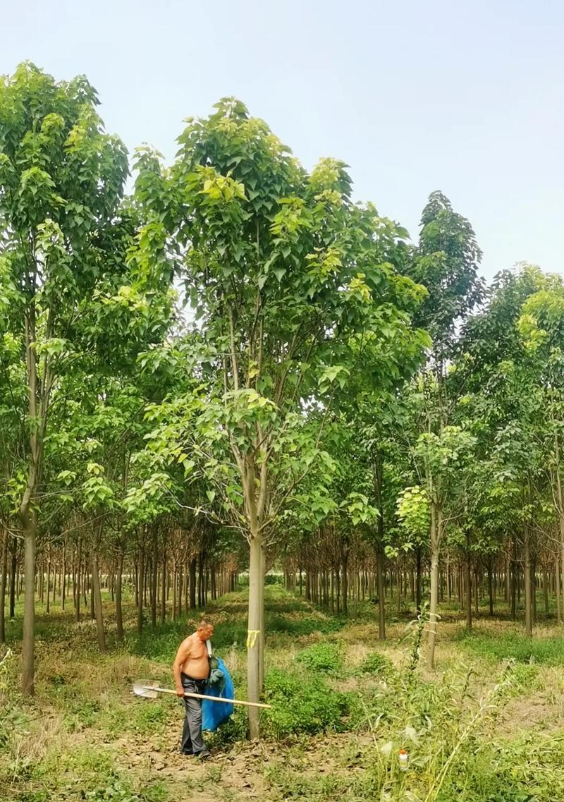 南栾树和北栾树的区别（一探两种栾树间的差异）