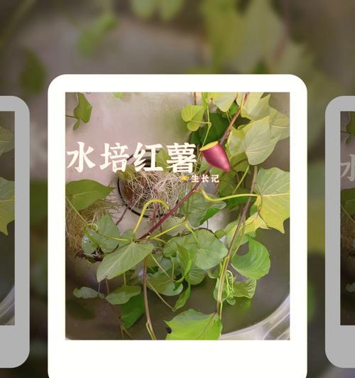 地瓜水培养殖方法（简单易行的水培种植技巧，让您轻松种出健康美味的地瓜）