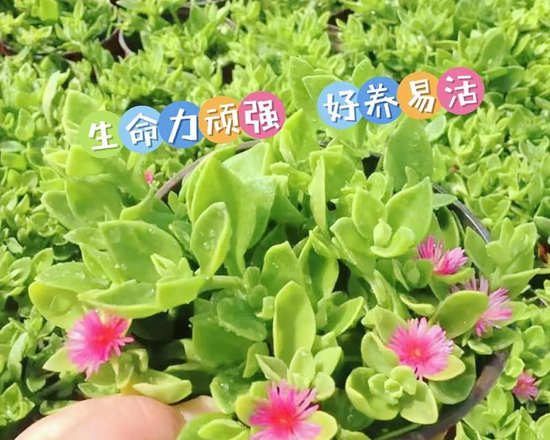 牡丹吊兰的开花习惯（一年开几次花，开花时间如何确定？）