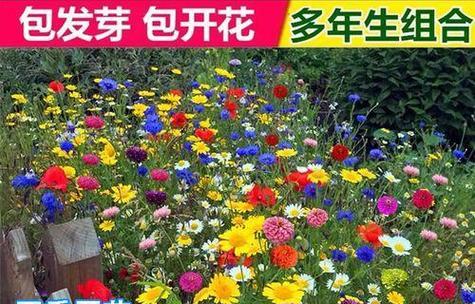 格桑花种子的最佳种植时间（探究格桑花最佳种植时间，让您轻松成为格桑花种植达人）
