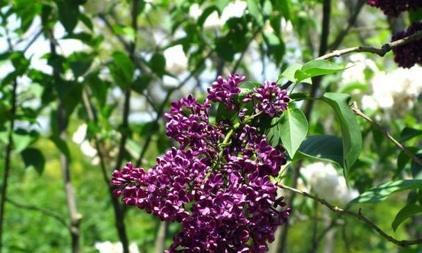 什么季节适合观赏丁香花？（探寻丁香花的开花季节及观赏技巧）
