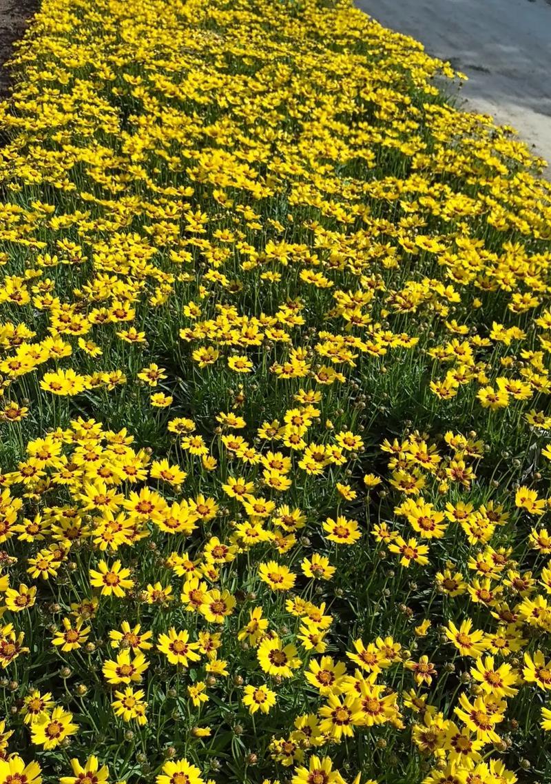 金鸡菊的花语和寓意（探秘花海里的神秘语言——金鸡菊）