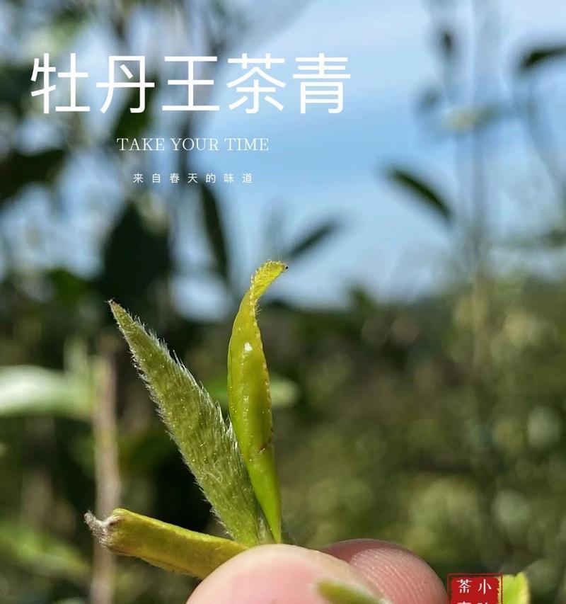 牡丹花的养护（最佳浇水时间及方法）