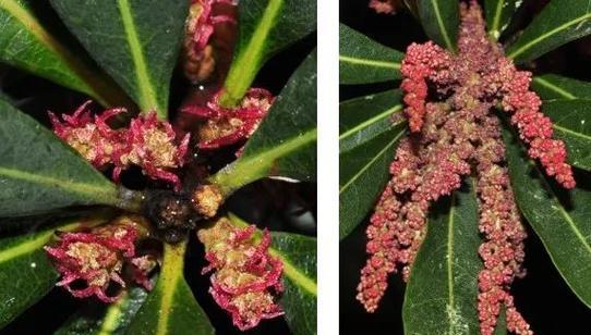 两性花植物大全（探秘自然界奇妙的两性花世界）