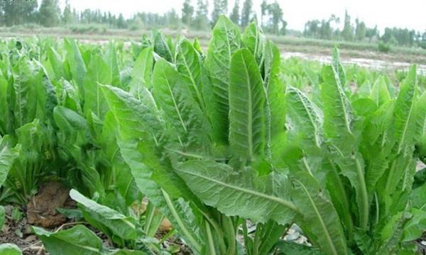 探秘菊苣的外貌与特点（颜色、形态、用途、栽培方法等全方位解析）