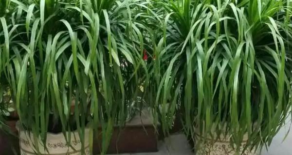 龙须树的生长养殖环境条件（打造适宜龙须树生长的环境，助力丰收）