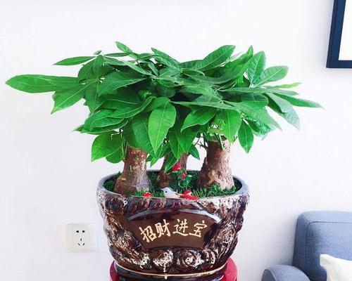 财富之树（探索富豪们钟爱的“金钱树”、“招财树”等）