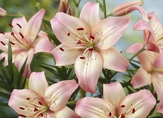 百合花的养护（百合花的浇水方法及注意事项）
