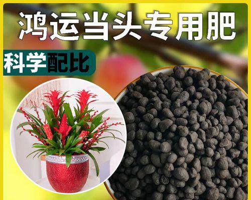 鸿运当头，如何把握？（探寻鸿运的真正根源，为成功铺路）