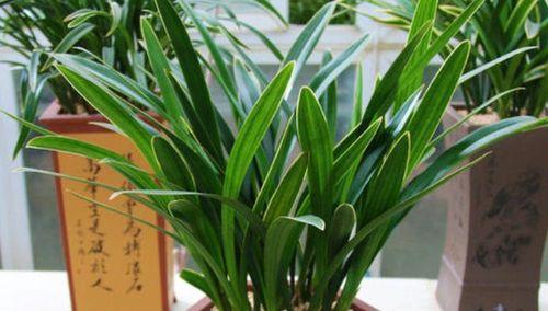 兰花在室内养护有毒性吗？（了解兰花对人体的影响和注意事项）