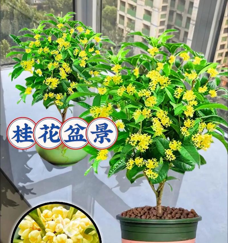 如何养护桂花使其开花（桂花养护技巧与注意事项）