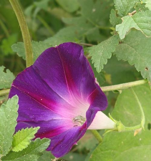 牵牛花，又名什么花？（寻找牵牛花的花名和花语）