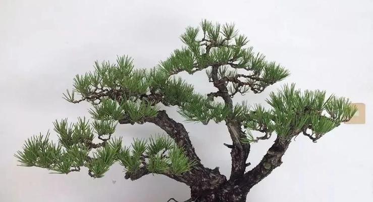 如何养护健康的柏树（从选种到疾病防治，教你全面了解柏树养护）