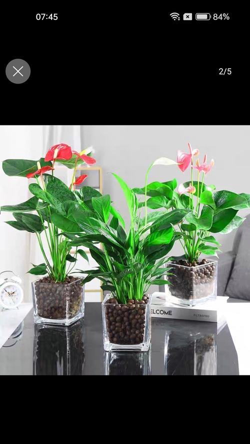 一帆风顺能否在室内养活？（室内养殖的优缺点以及适宜种植的植物有哪些？）