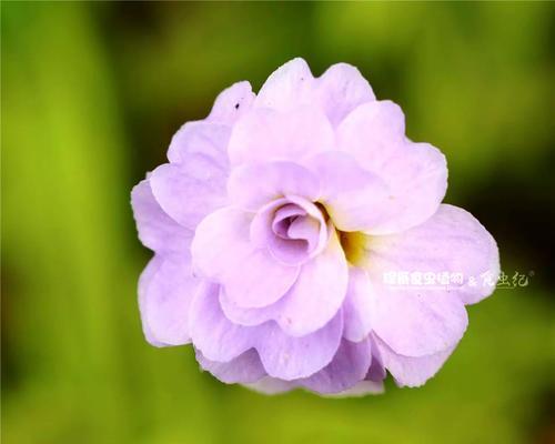捕蝇草的喜阳或喜阴之谜（探究捕蝇草的生长环境及其适应性）
