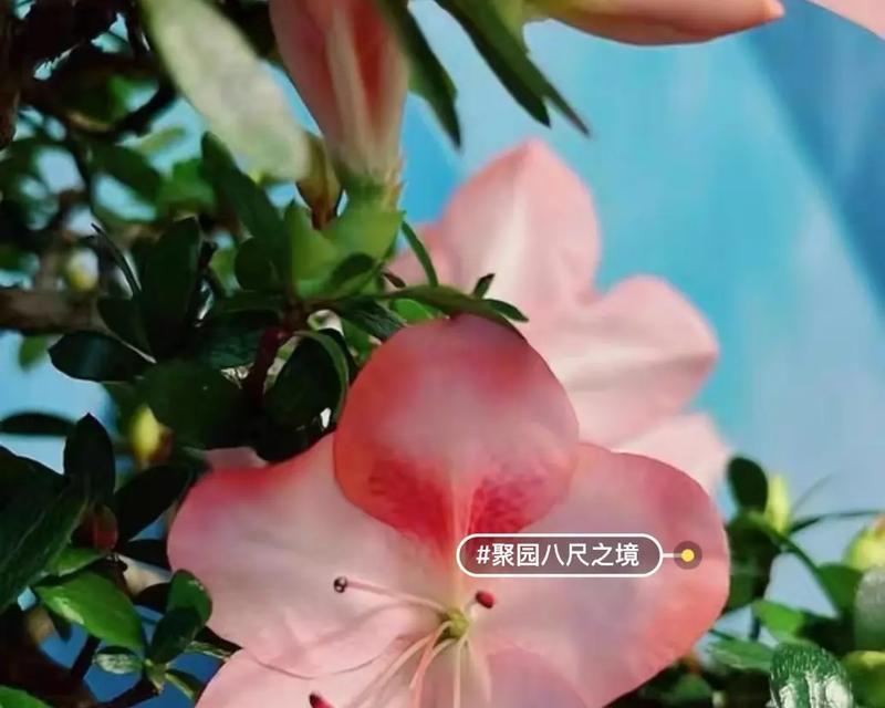 杜鹃花的生长环境与地方条件（探秘杜鹃花的生长之道）
