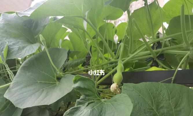 从种子到成熟，揭秘葫芦的生长过程（观察、学习、体验，带您走进葫芦的世界）