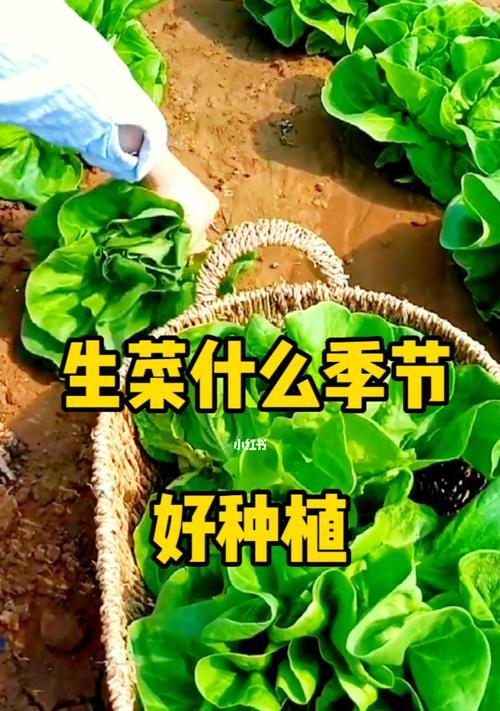 阳台种植生菜的方法与时间（打造健康绿色生活，从阳台种植开始）