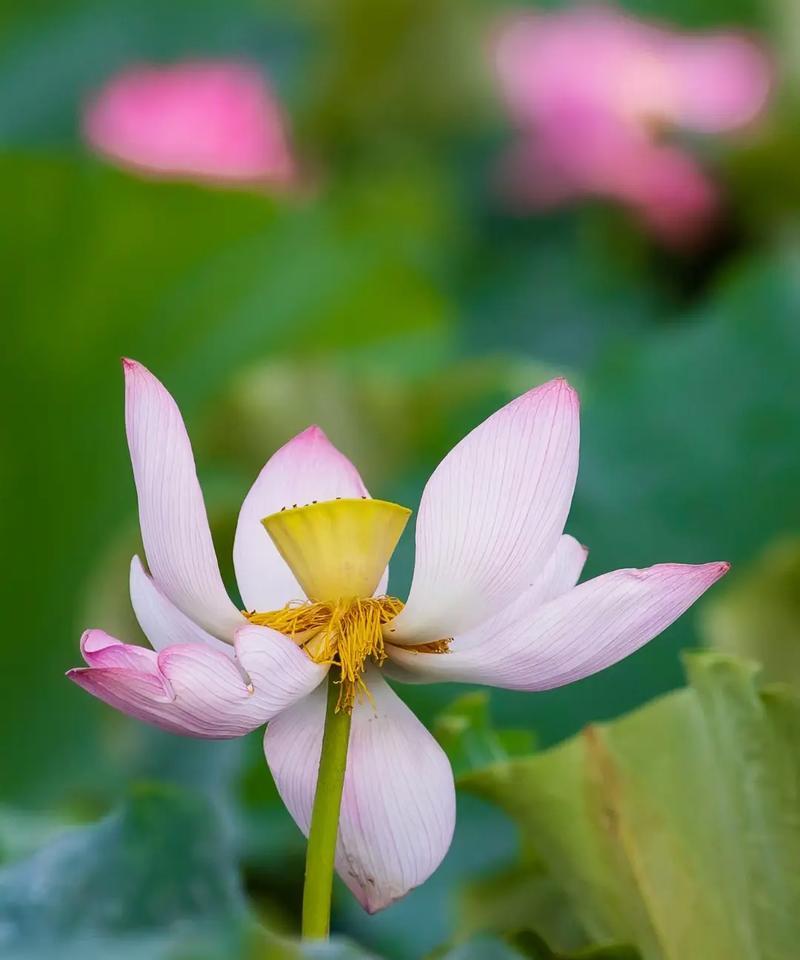 花开代表占有欲（揭秘花朵对人类占有欲的心理影响）