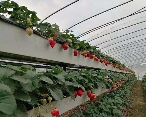 草莓种植必知土壤选择（如何为草莓选定适宜的土壤？）