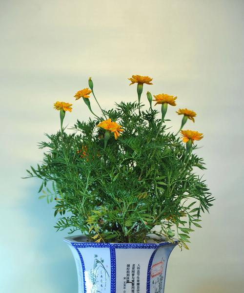 家里养孔雀草，这样的风水真的好吗？（揭开家里养孔雀草的神秘面纱，解读其影响生活的作用）
