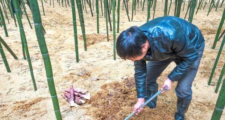 种植雷竹笋的详细介绍（掌握雷竹笋种植技巧，丰收更多）