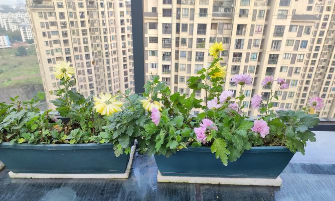菊花花期长短不一，需要细心呵护（掌握菊花的生长规律，让花期更加持久）