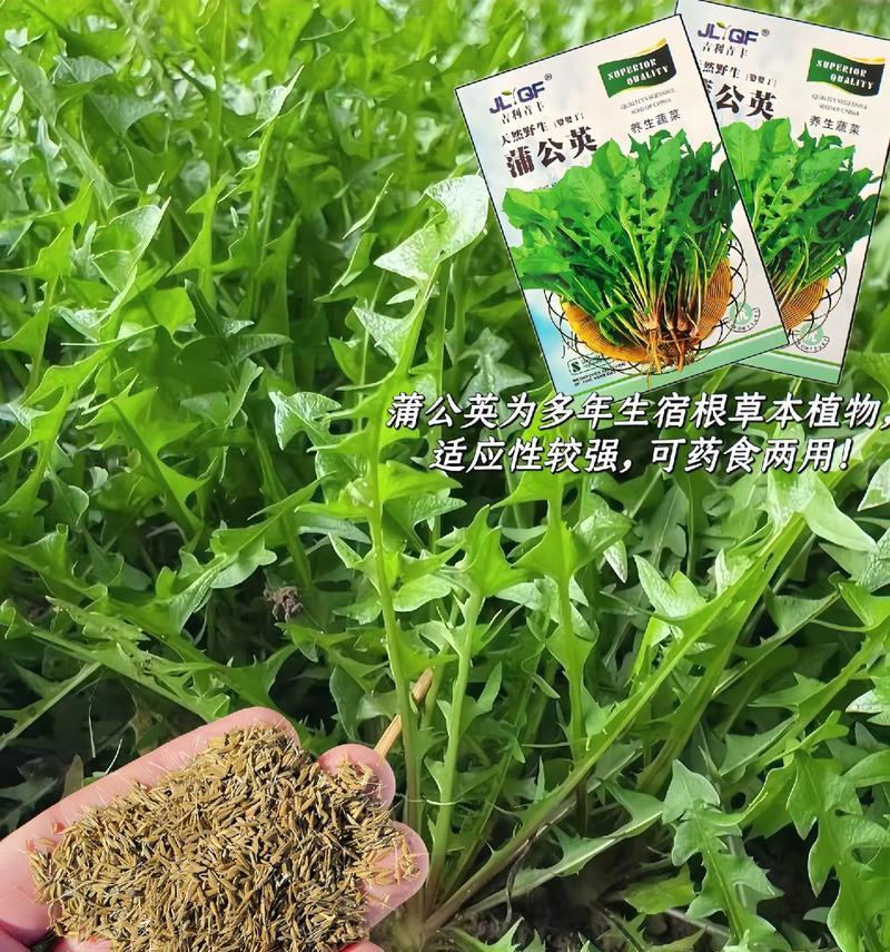 蒲公英的种子生命奇妙探秘（探究蒲公英种子的特殊生长过程及其用途）