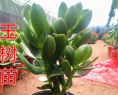 玉树和燕子掌，认识这两种美丽的植物（了解玉树和燕子掌的区别与特点）