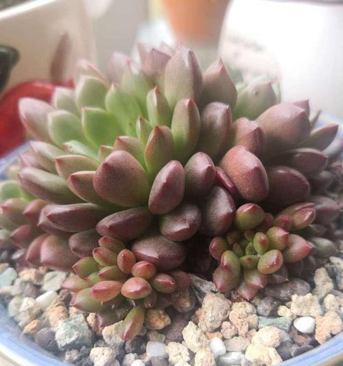 红宝石养殖的全面指南（掌握红宝石养殖方法，让您的庭院生机勃勃）