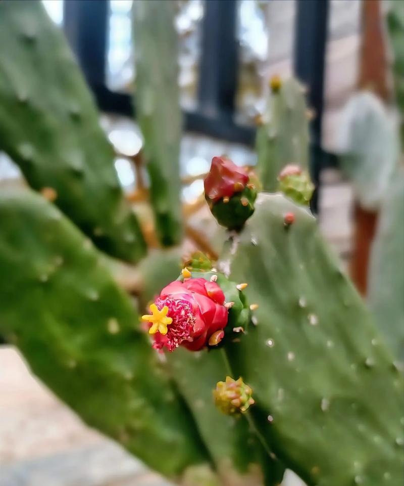 仙人掌花语——代表神秘和独立的自然之花（探索仙人掌花语的象征与寓意，了解其神秘的内涵）