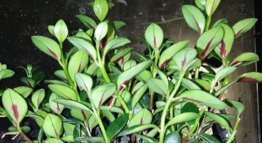 金鱼吊兰（探讨金鱼吊兰不同种植方式的利弊）