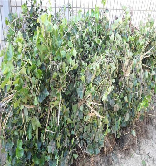 常春藤，这个神秘的藤本植物（探究常春藤的形态特征和生长习性）