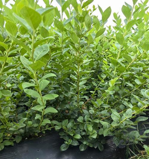 蓝莓种植指南——适合栽种的地区和环境（如何选择适合蓝莓生长的环境和地区？）