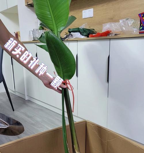 如何应对鹤望兰根烂的情况？（教你有效救治鹤望兰根部腐烂问题）