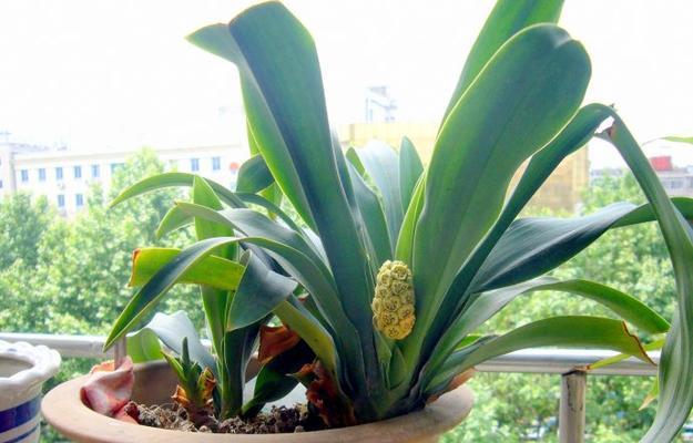 花叶万年青开花的全过程（探究花叶万年青的开花特点与习性）
