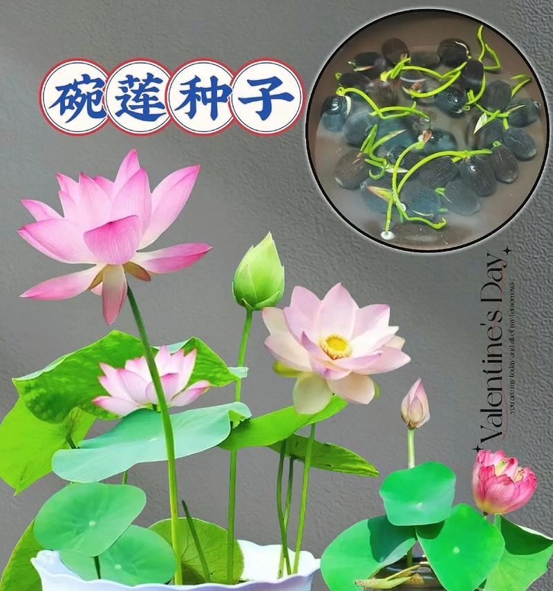 碗莲怎样种植？（详细教您养殖碗莲，做自己的小园艺达人！）
